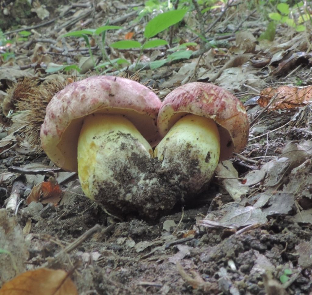 Boletus